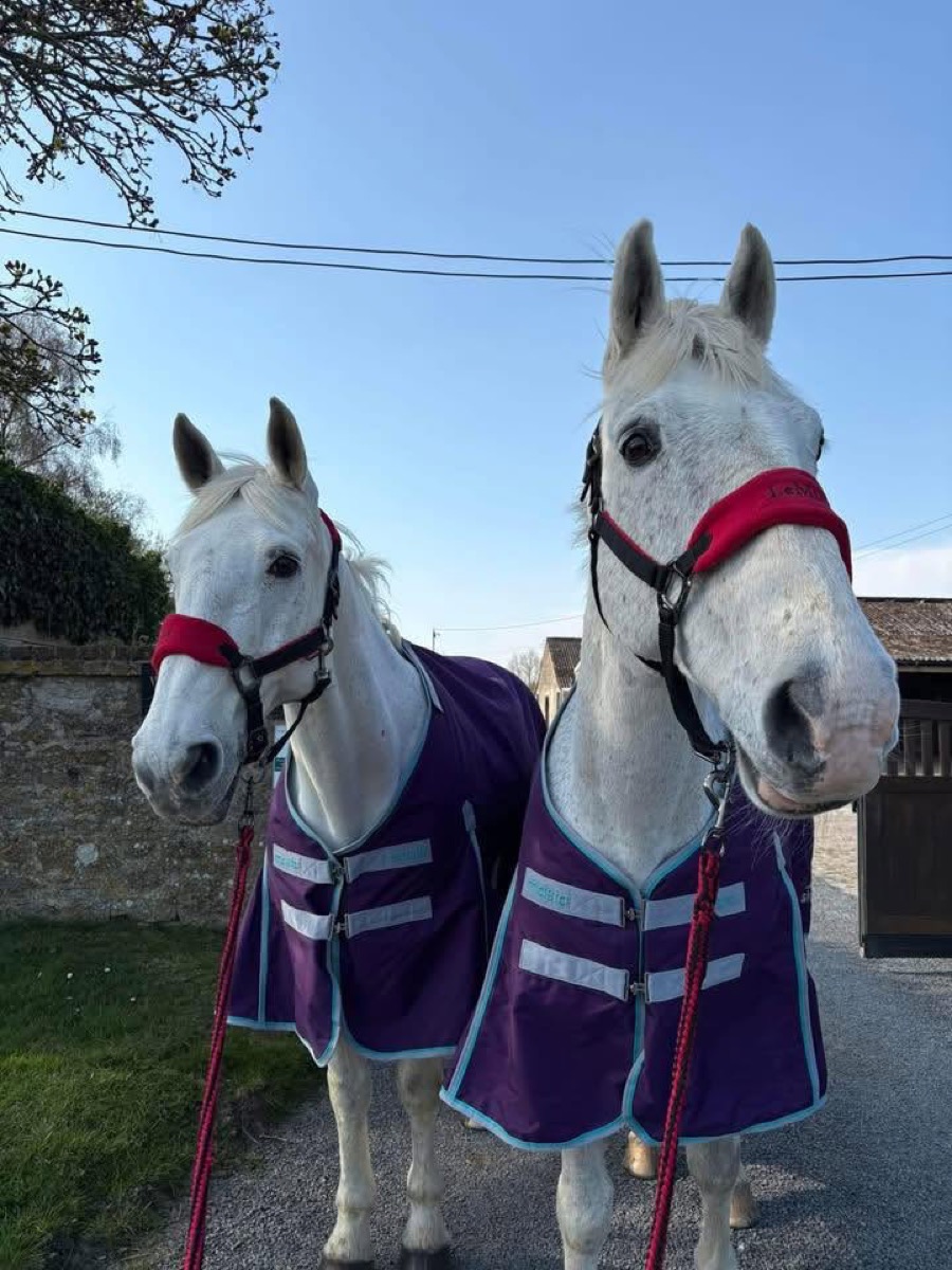 Two horses in matching purple rugs at Wickstead Farm
