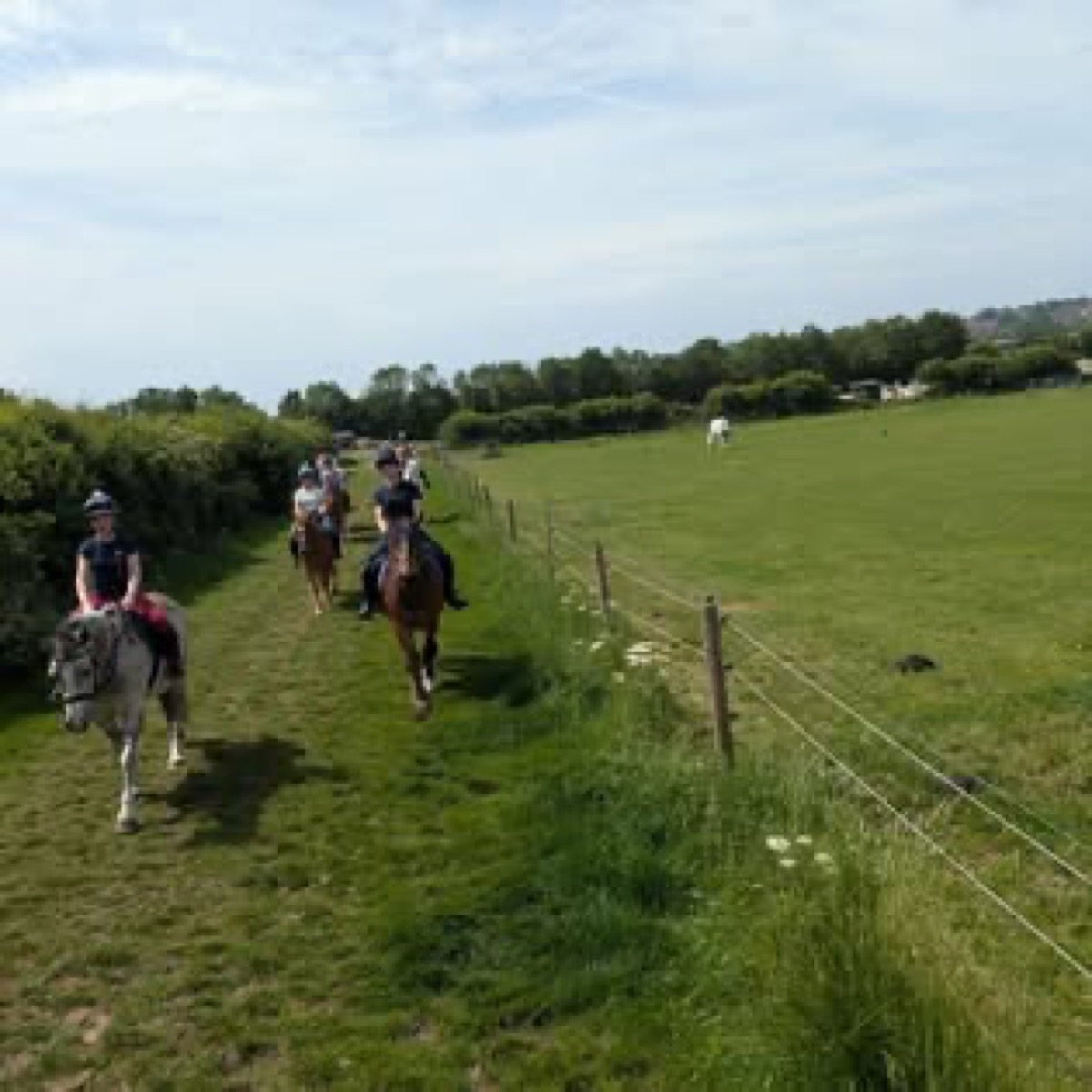 A dressage horse and rider at Wickstead Farm