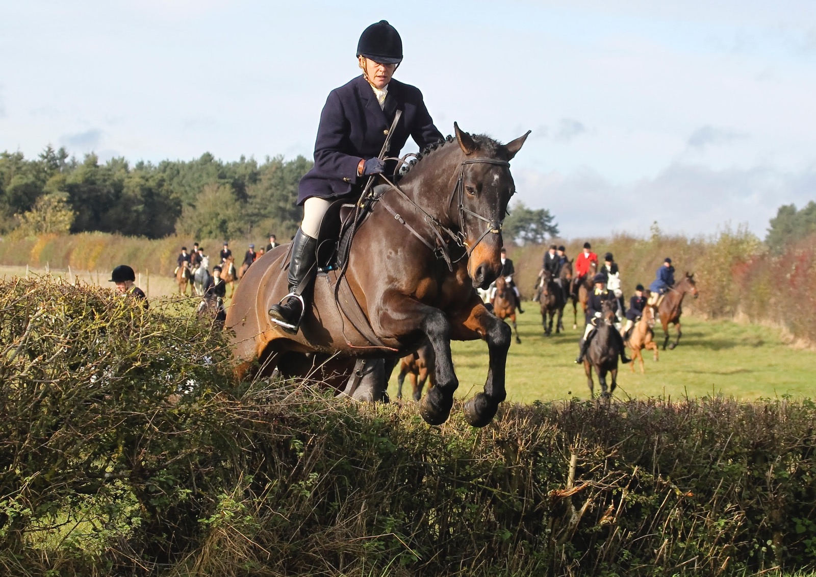 Woody, 16hh Bay Gelding