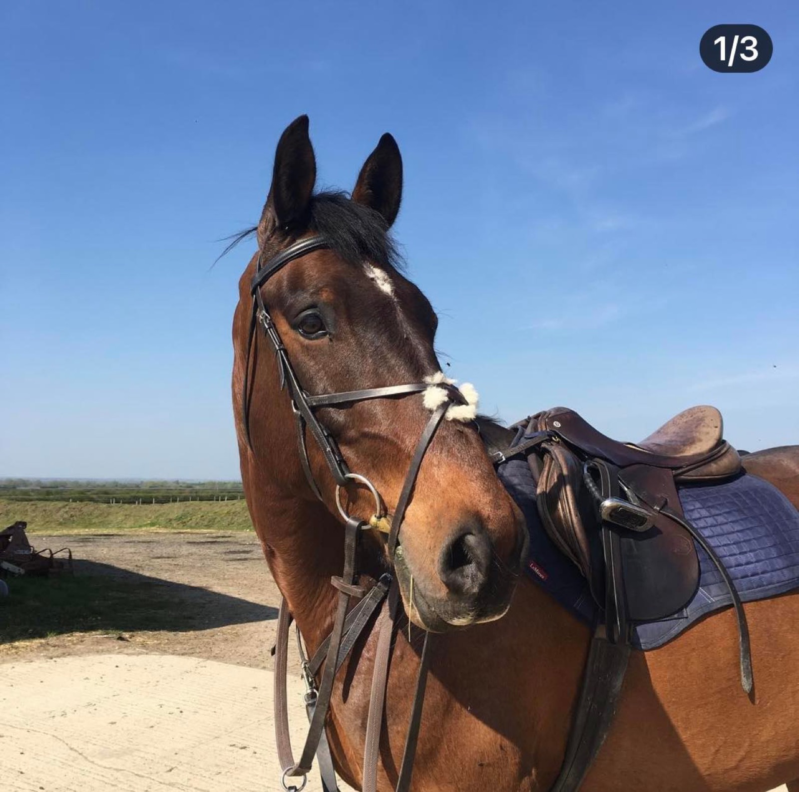 Bay Buzz, 16hh Bay Gelding
