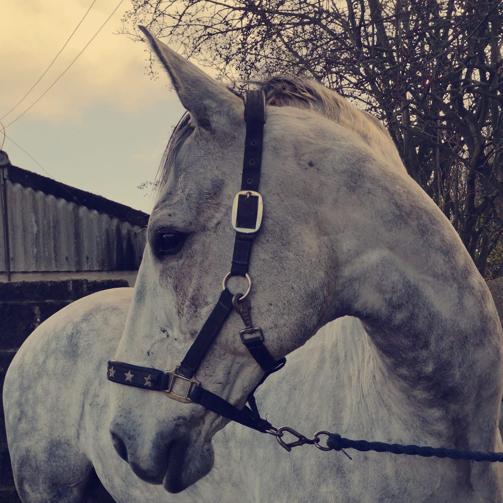 Grey Buzz, 16.2hh Grey Gelding