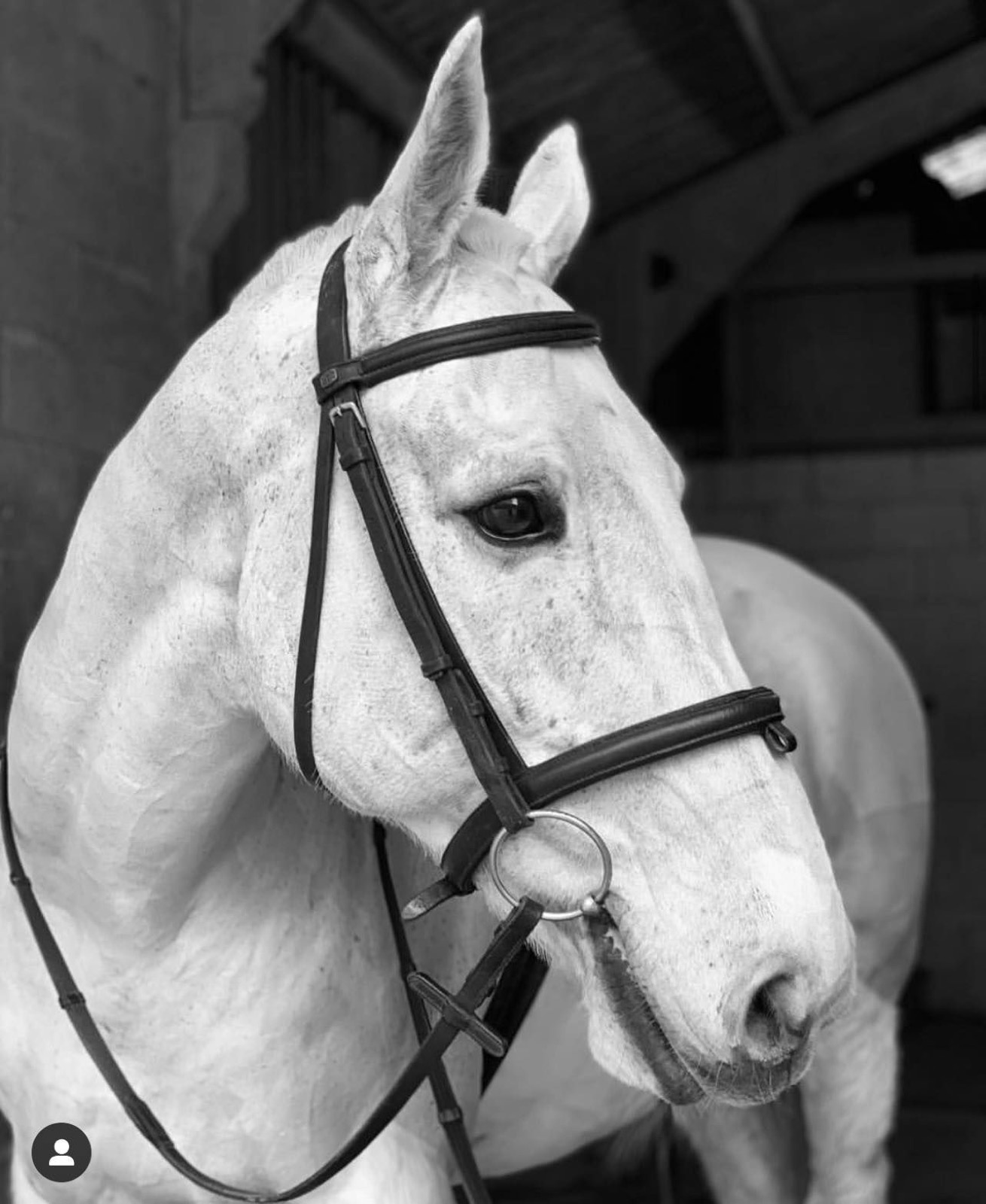 Tim, 15.3hh Grey Gelding