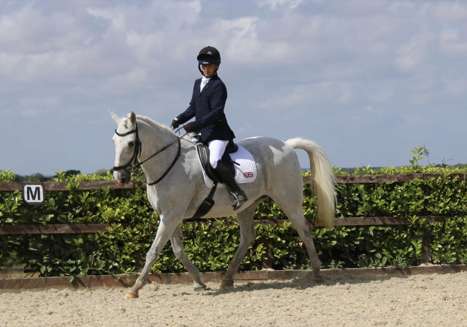 Paddy, 16.2hh Grey Gelding