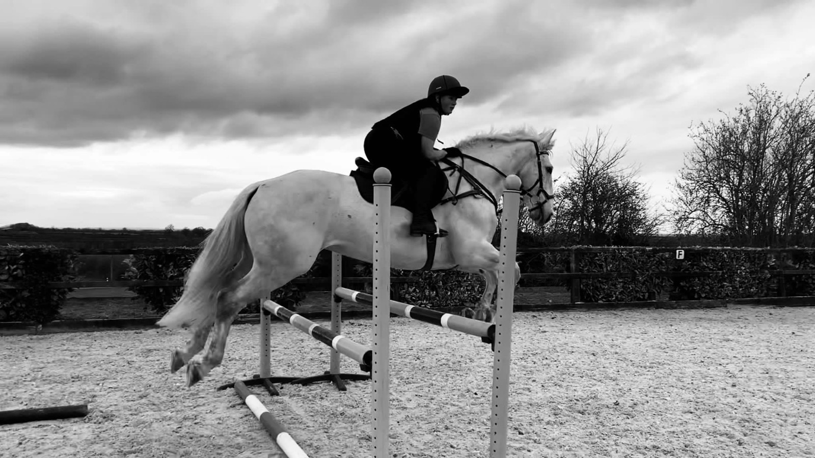 Duke, 16.1hh Grey Gelding