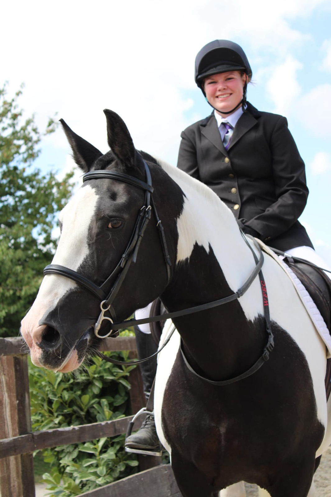 Frankie, 16hh Coloured Gelding