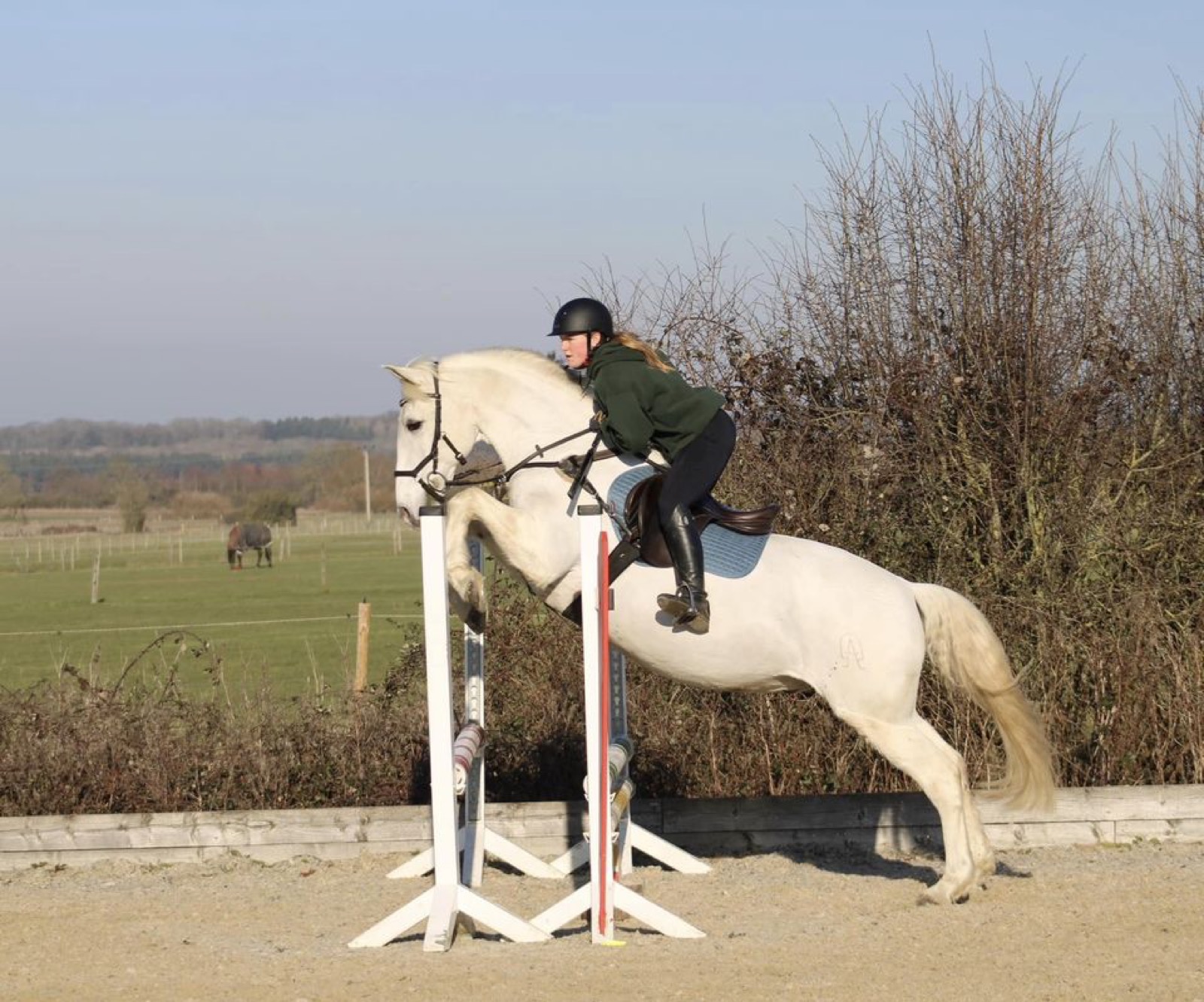 Legend, 15.3hh Grey Gelding