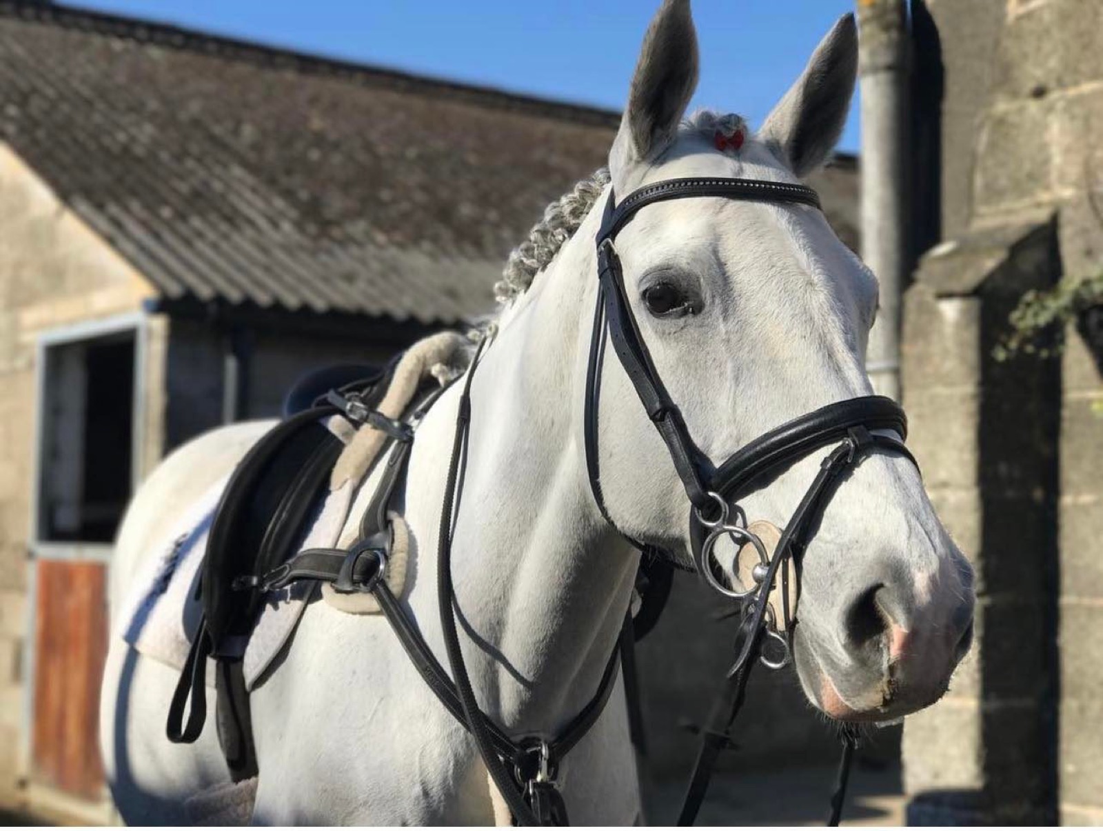 Saffy, 15hh Grey Mare