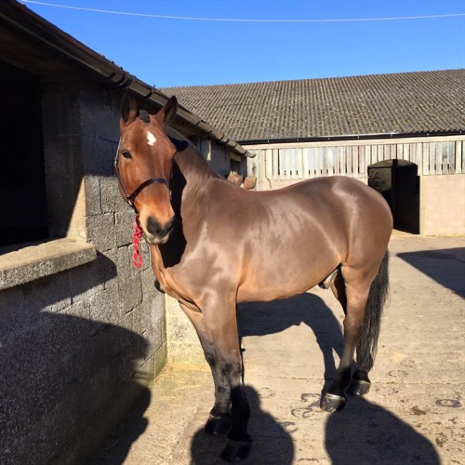 Butler, 16hh Grey Gelding
