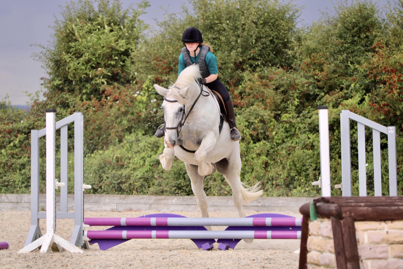 Flash, 16.1hh Grey Gelding
