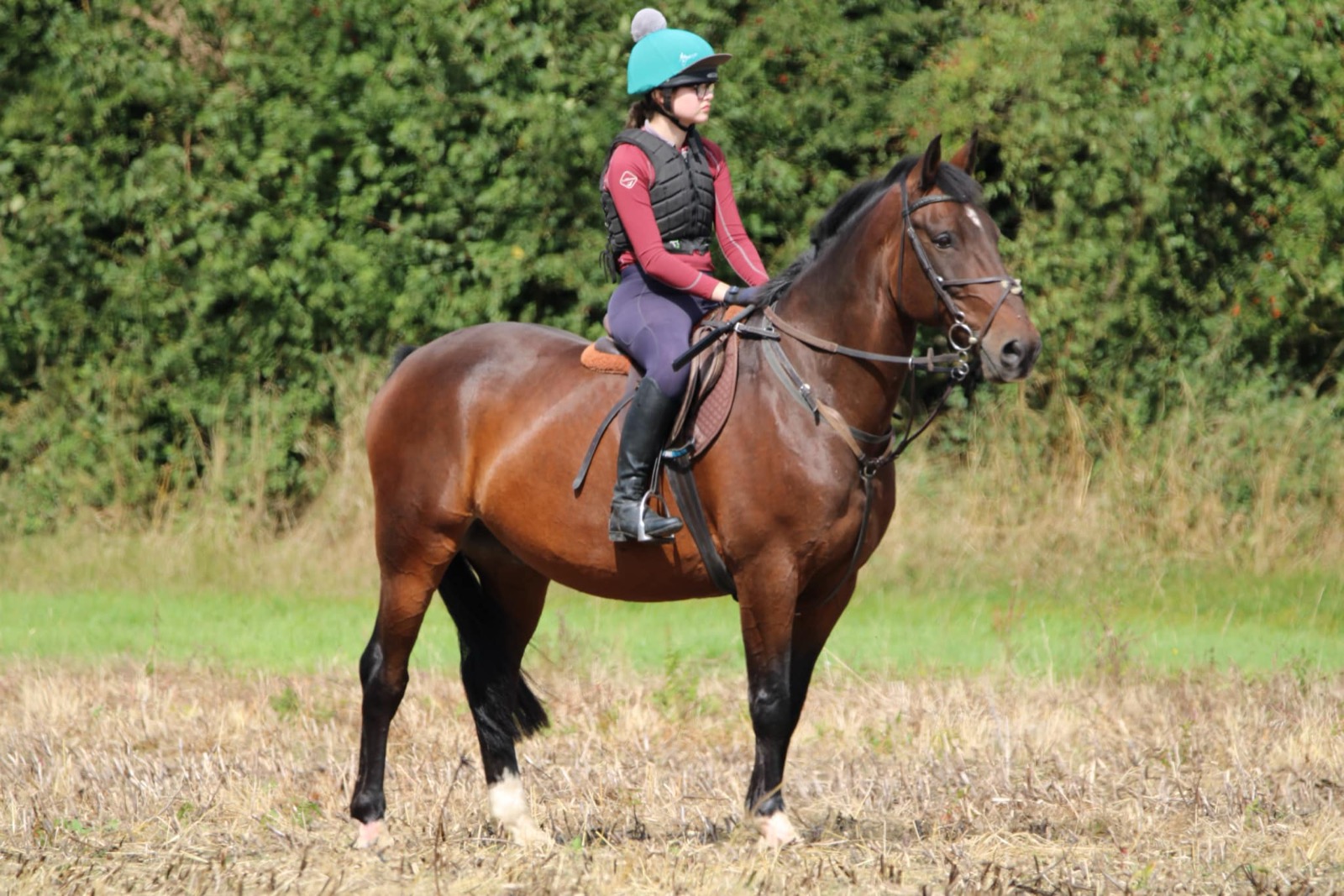 A livery horse at Wickstead Farm