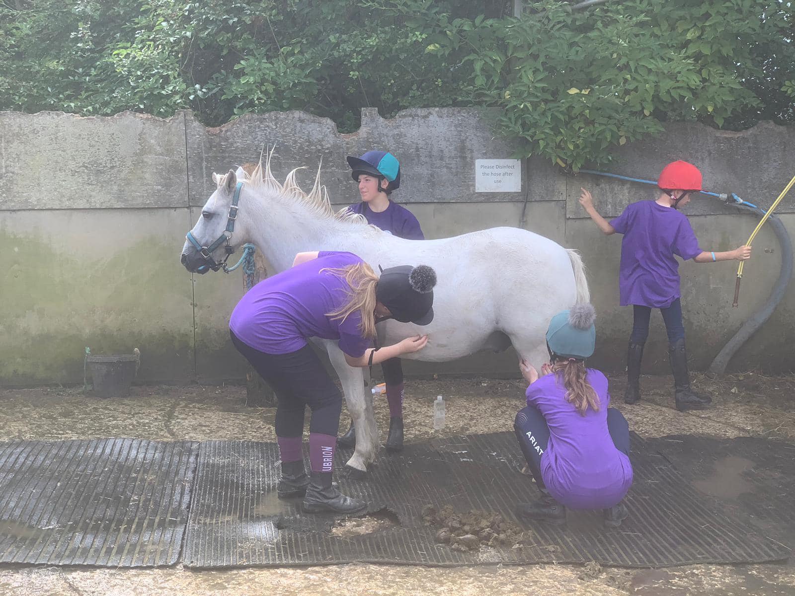 Cracker, 14.1hh Dun Mare