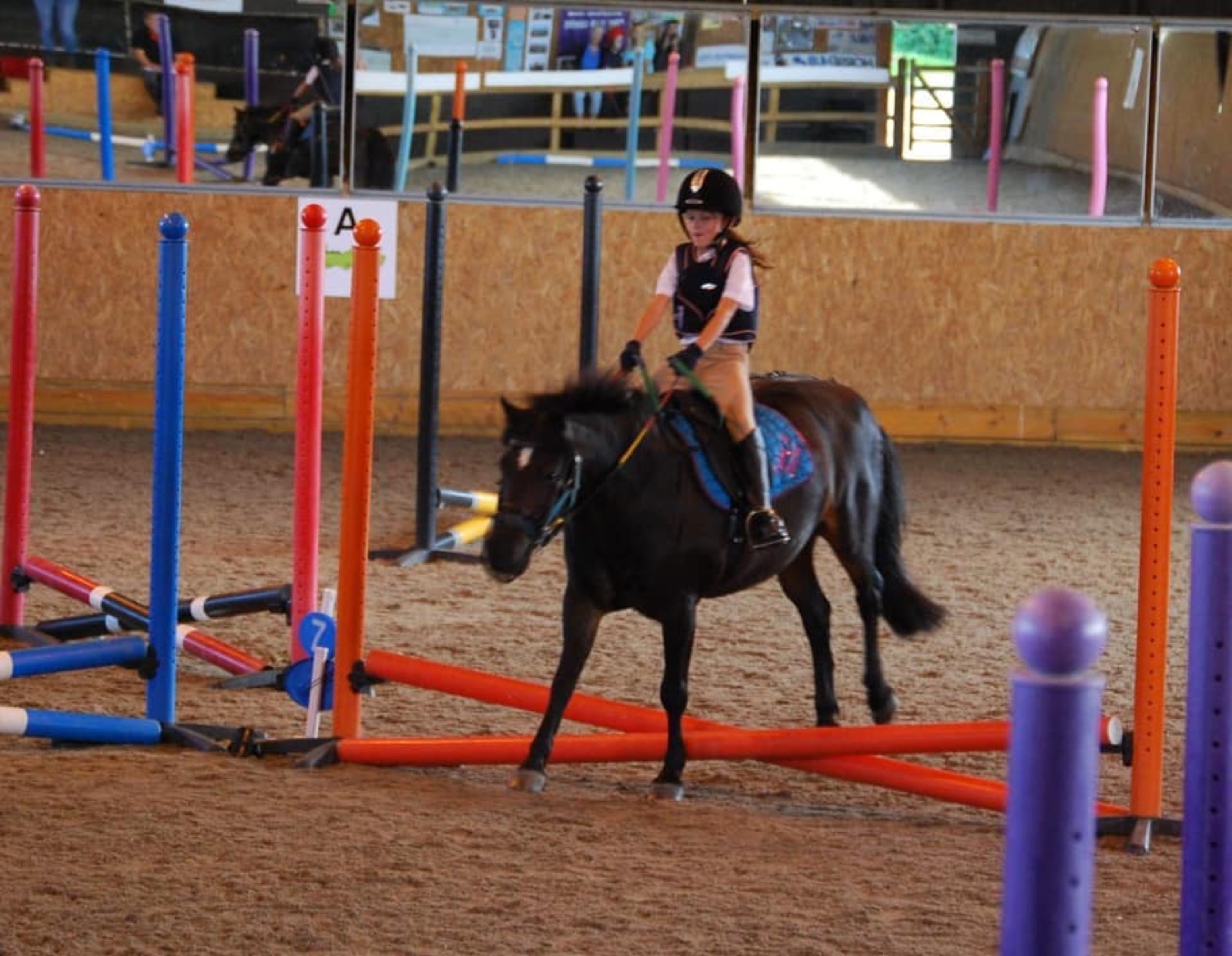Freddie, 12hh Grey Gelding